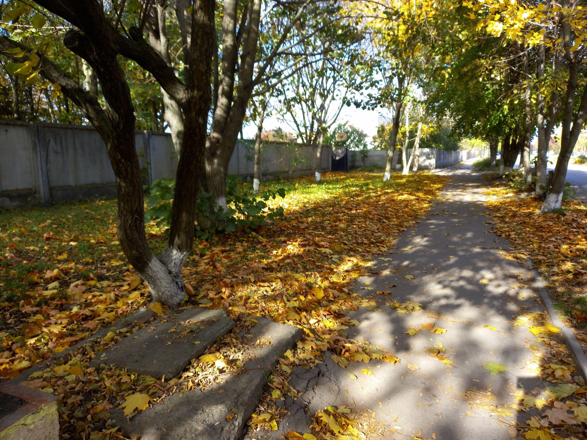 Новини Козятина - фото з Листя, гілки і не тільки — як виглядають тротуари і узбіччя поза центром міста