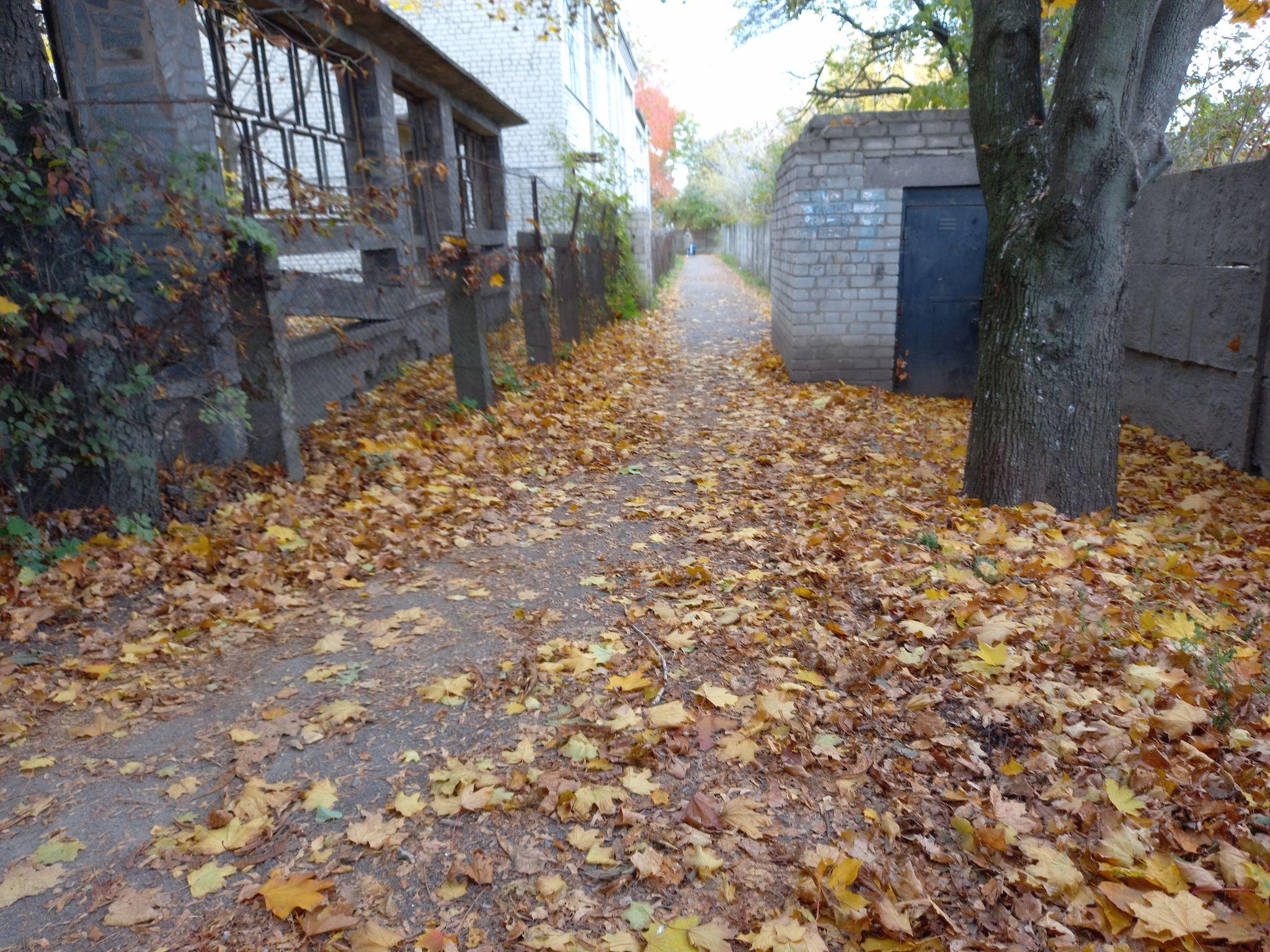 Новини Козятина - фото з Листя, гілки і не тільки — як виглядають тротуари і узбіччя поза центром міста