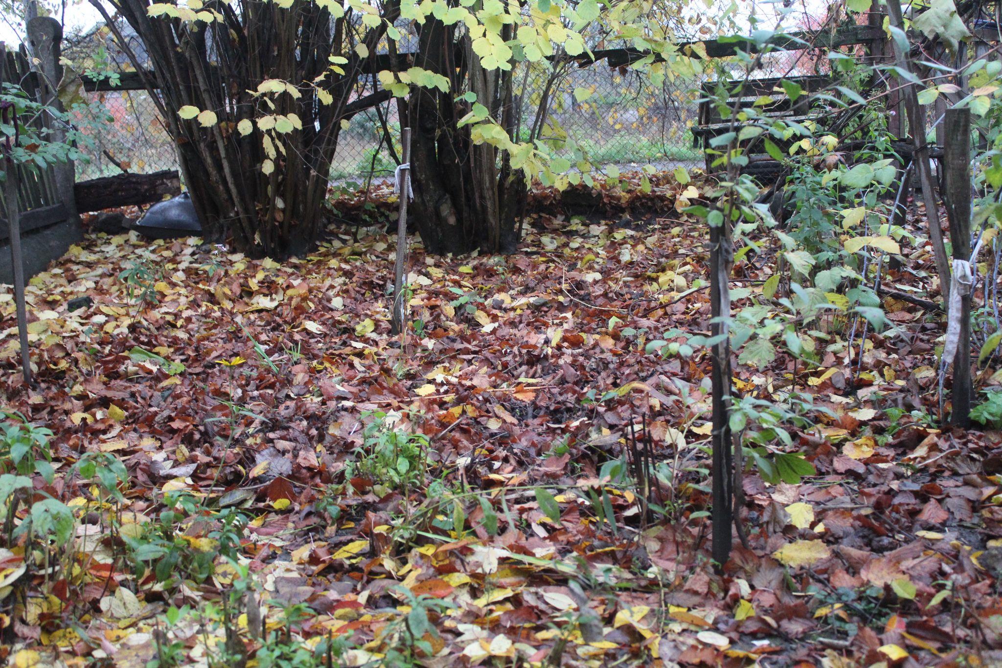 Новини Козятина - фото з З опалим листям можна все робити, що кому підходить, але не спалювати його