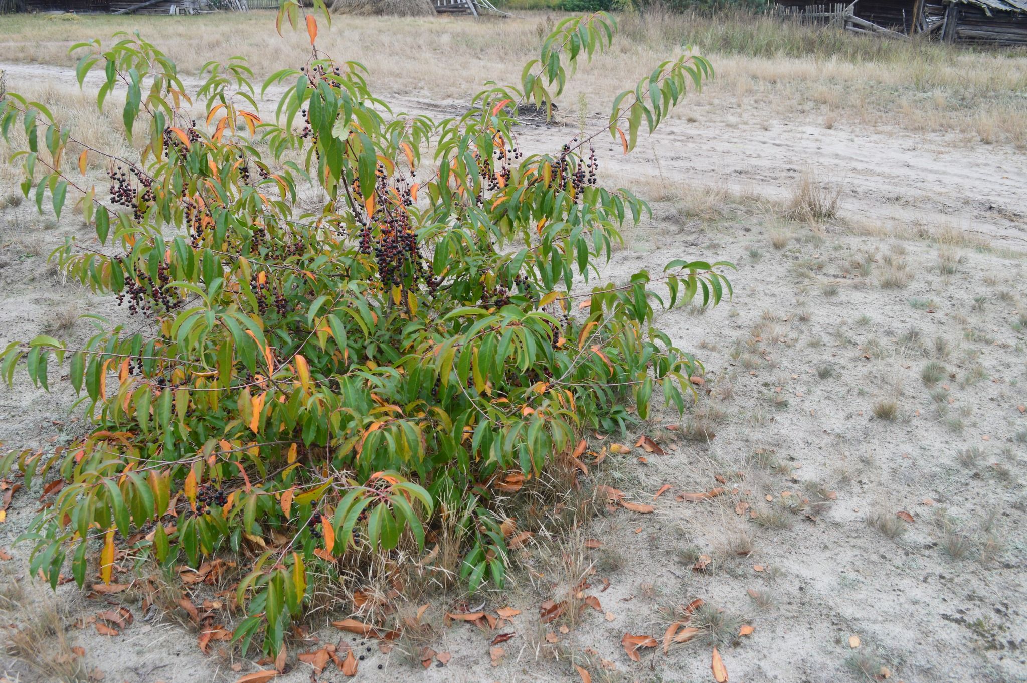 Новини Житомира - фото з На території поліського заповідника розповсюдилася інвазійна рослина черемуха пізня