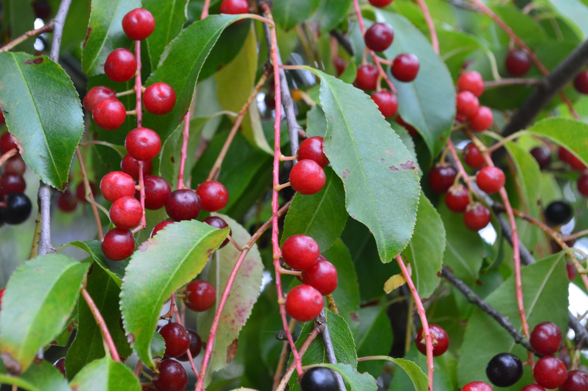 Новини Житомира - фото з На території поліського заповідника розповсюдилася інвазійна рослина черемуха пізня