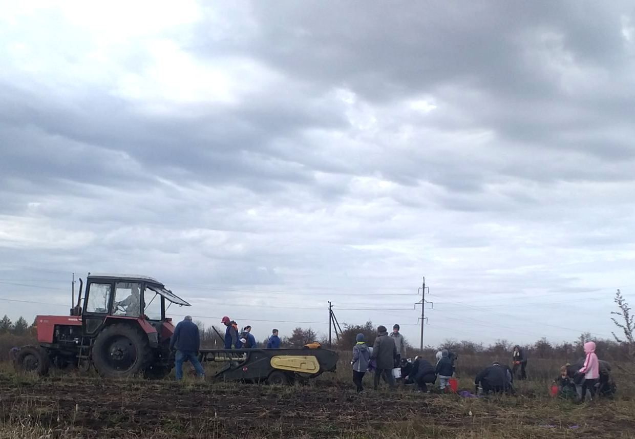 Новини Тернополя - фото з У Байковецькій громаді односельчани назбирали 500 сіток картоплі для ЗСУ