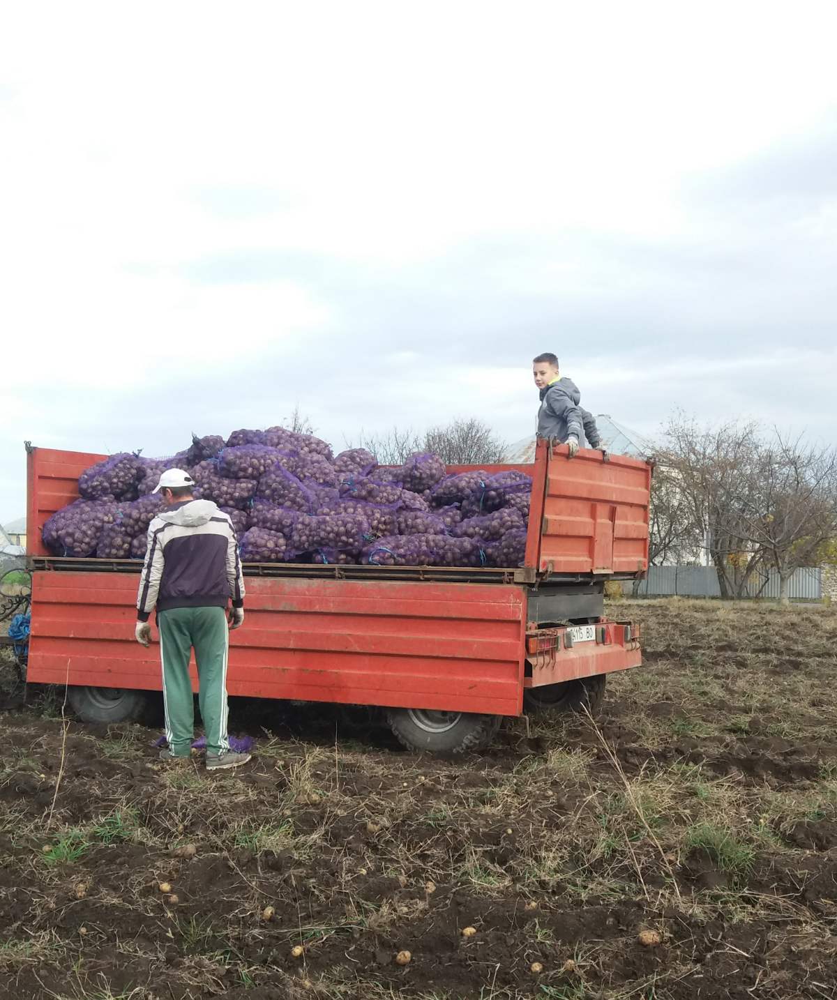 Новини Тернополя - фото з У Байковецькій громаді односельчани назбирали 500 сіток картоплі для ЗСУ