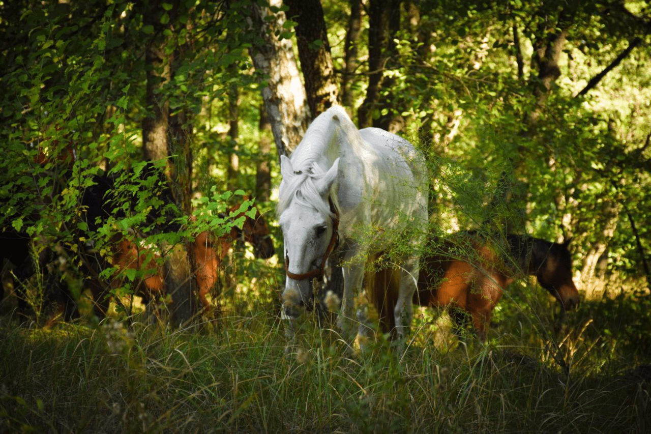 Новини Тернополя - фото з «Щойно вивезли тварин — снаряд знищив конюшню». Кінний клуб із Кремінної знайшов другу домівку на Тернопільщині