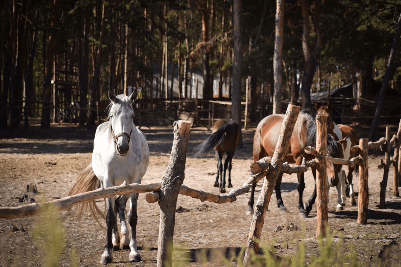 Новини Тернополя - фото з «Щойно вивезли тварин — снаряд знищив конюшню». Кінний клуб із Кремінної знайшов другу домівку на Тернопільщині
