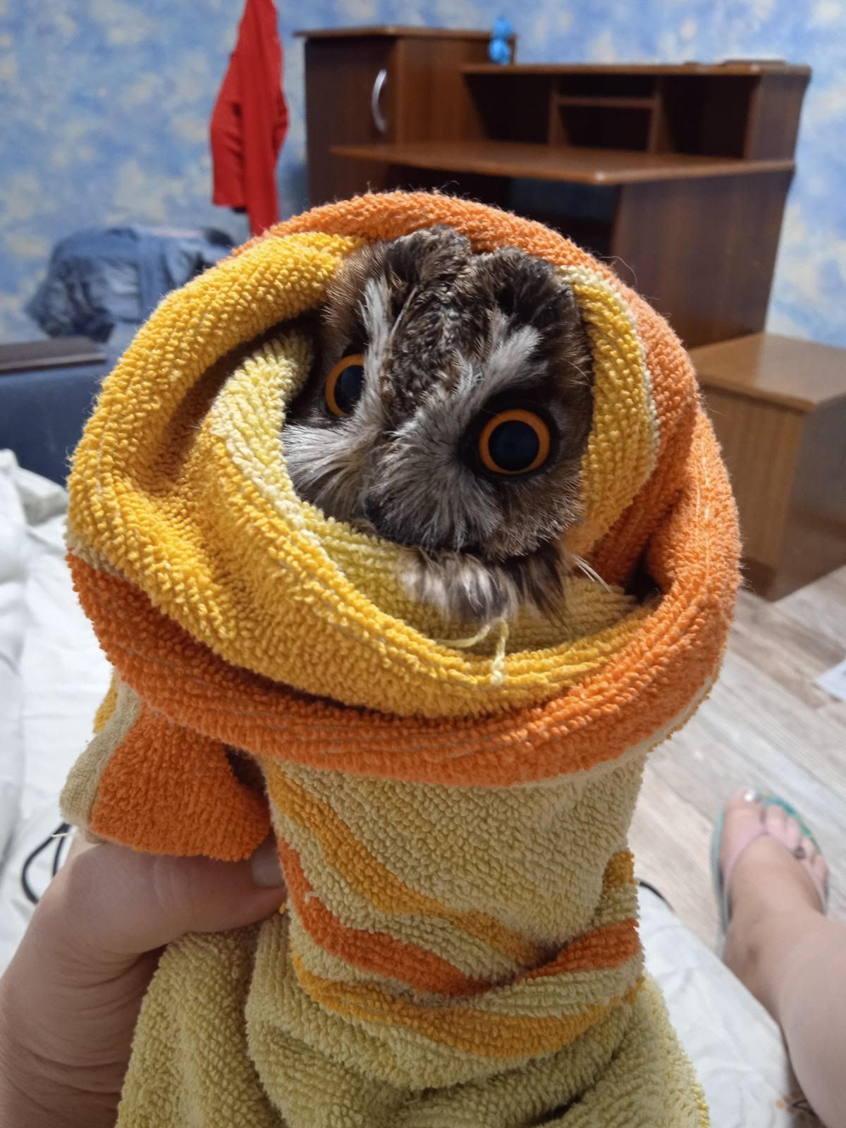 Новини Вінниці - фото з «Коли побачила її в руках неадекватного Паші, не витримала». В Аліни вже рік живе вухата сова