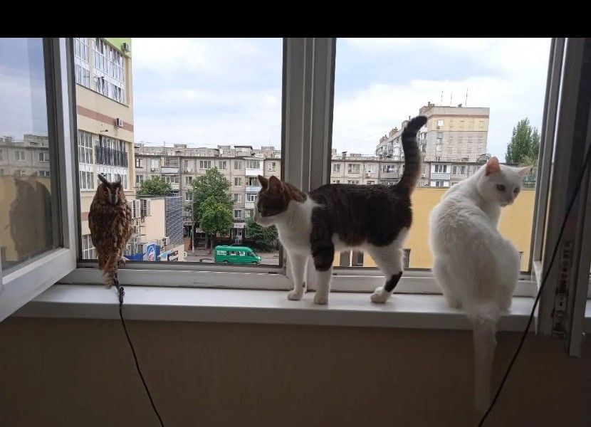 Новини Вінниці - фото з «Коли побачила її в руках неадекватного Паші, не витримала». В Аліни вже рік живе вухата сова