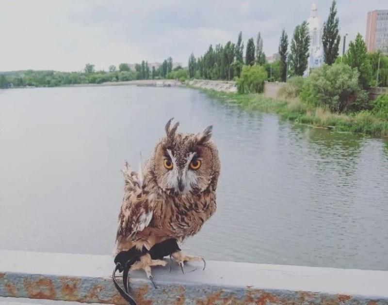 Новини Вінниці - фото з «Коли побачила її в руках неадекватного Паші, не витримала». В Аліни вже рік живе вухата сова
