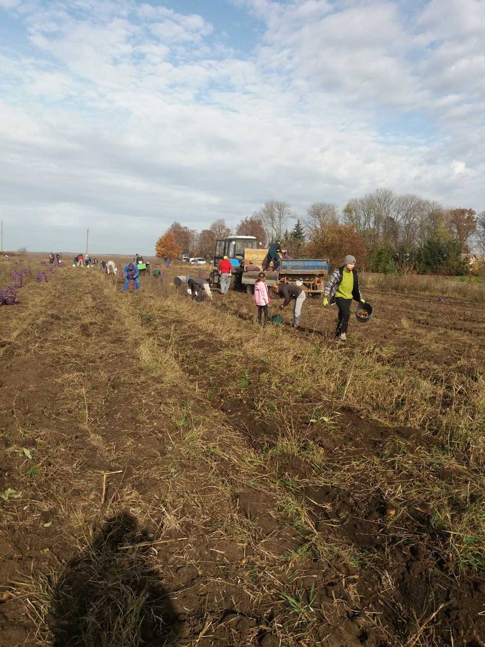 Новини Тернополя - фото з 9 тонн картоплі для ЗСУ: як жителі села Гаї-Шевченківські влаштували благодійну толоку