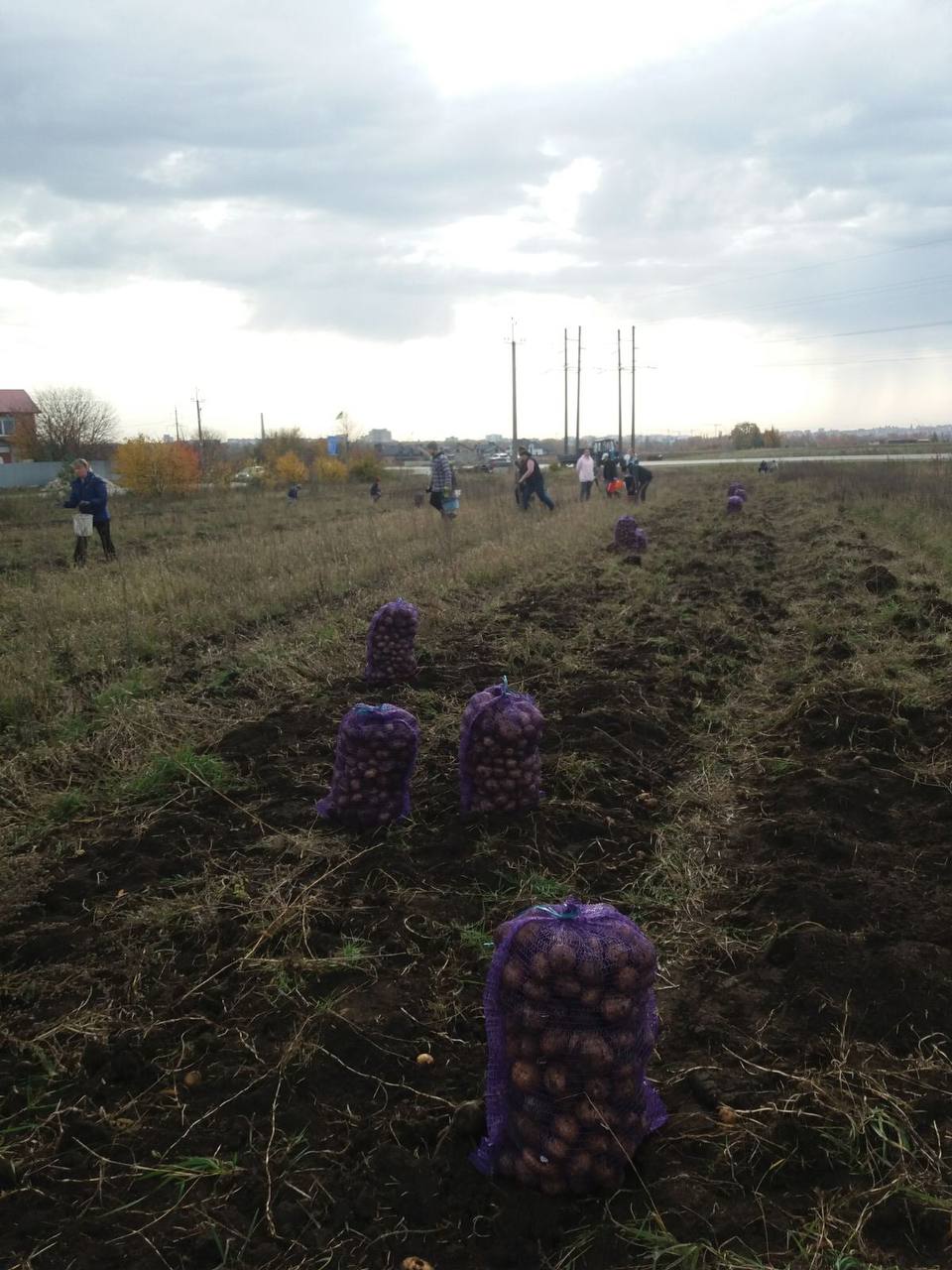 Новини Тернополя - фото з 9 тонн картоплі для ЗСУ: як жителі села Гаї-Шевченківські влаштували благодійну толоку