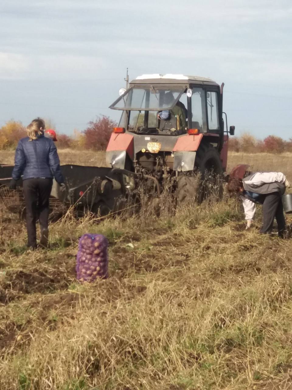 Новини Тернополя - фото з 9 тонн картоплі для ЗСУ: як жителі села Гаї-Шевченківські влаштували благодійну толоку