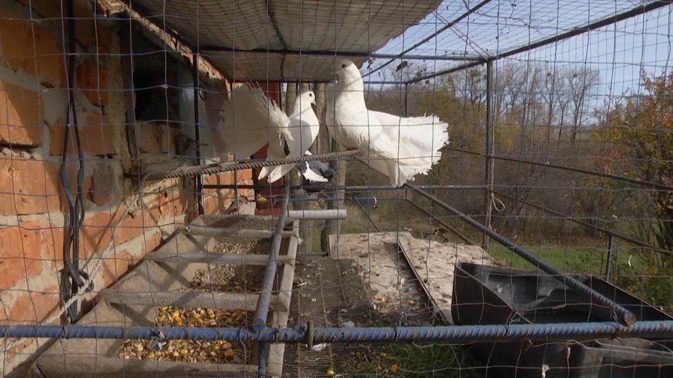 Новини Хмельницького - фото з Пенсіонер з Хмельниччини вдома розводить голубів
