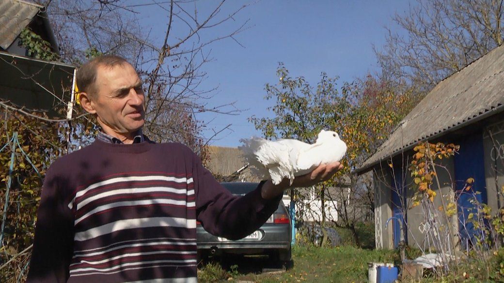 Новини Хмельницького - фото з Пенсіонер з Хмельниччини вдома розводить голубів
