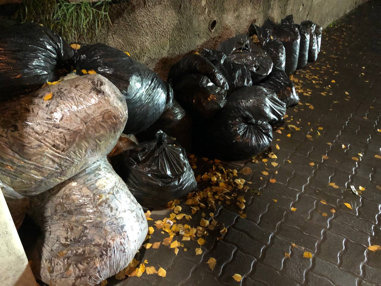 Новини Тернополя - фото з Тернопіль викидає, а інші збагачуються: де опиняється опале листя з вулиць Тернополя