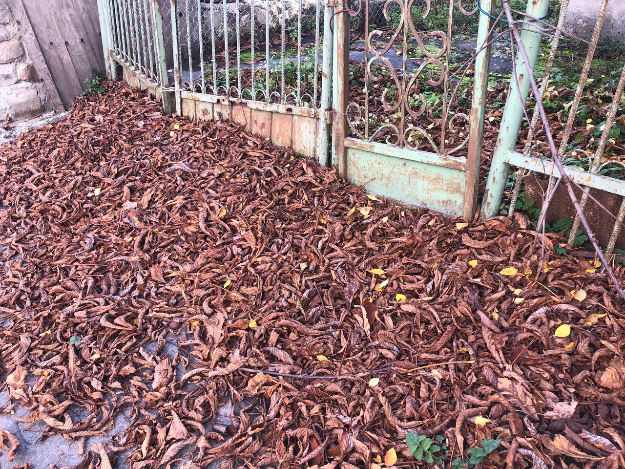 Новини Тернополя - фото з Тернопіль викидає, а інші збагачуються: де опиняється опале листя з вулиць Тернополя