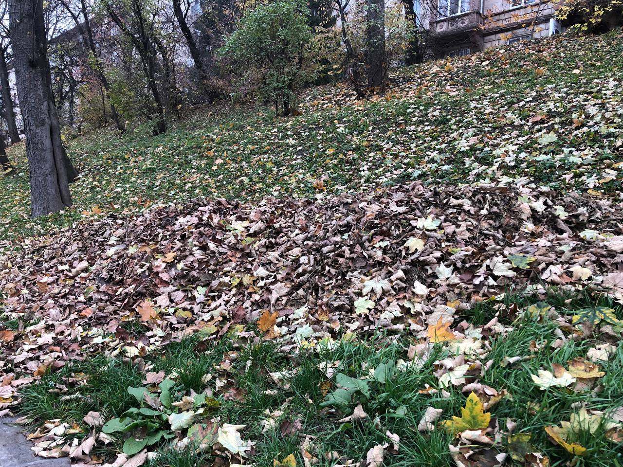 Новини Тернополя - фото з Тернопіль викидає, а інші збагачуються: де опиняється опале листя з вулиць Тернополя