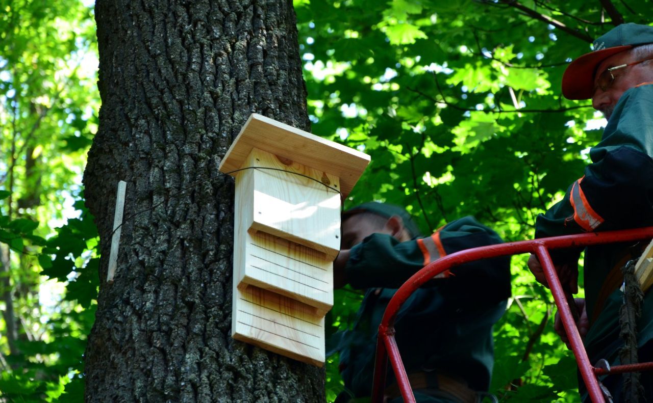 Новини Тернополя - фото з У природному парку на Тернопільщині встановлять будиночки для кажанів: для чого вони