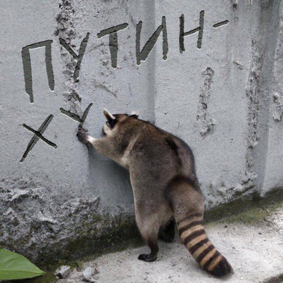 Новини Хмельницького - фото з Херсонський єнот, планові “включення” та реакція НАТО: найсвіжіші меми за останній тиждень