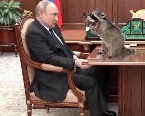 Новини Хмельницького - фото з Херсонський єнот, планові “включення” та реакція НАТО: найсвіжіші меми за останній тиждень