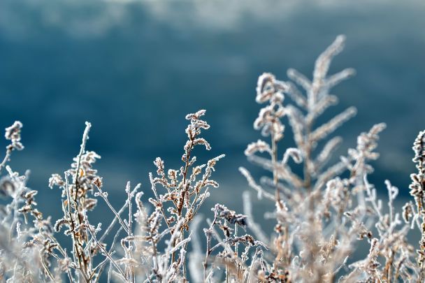 Якщо 23 листопада цілий день на деревах іній – буде мороз / © Pexels