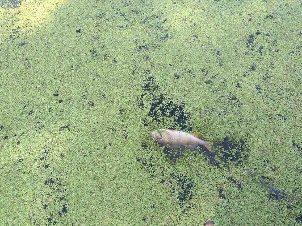 На зображенні може бути: природа