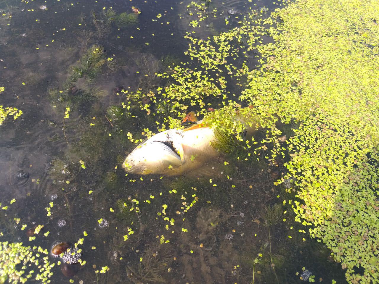 Новини Хмельницького - фото з На Хмельниччині зібрали докази екоциду: вручено підозру працівникам одного з підприємств