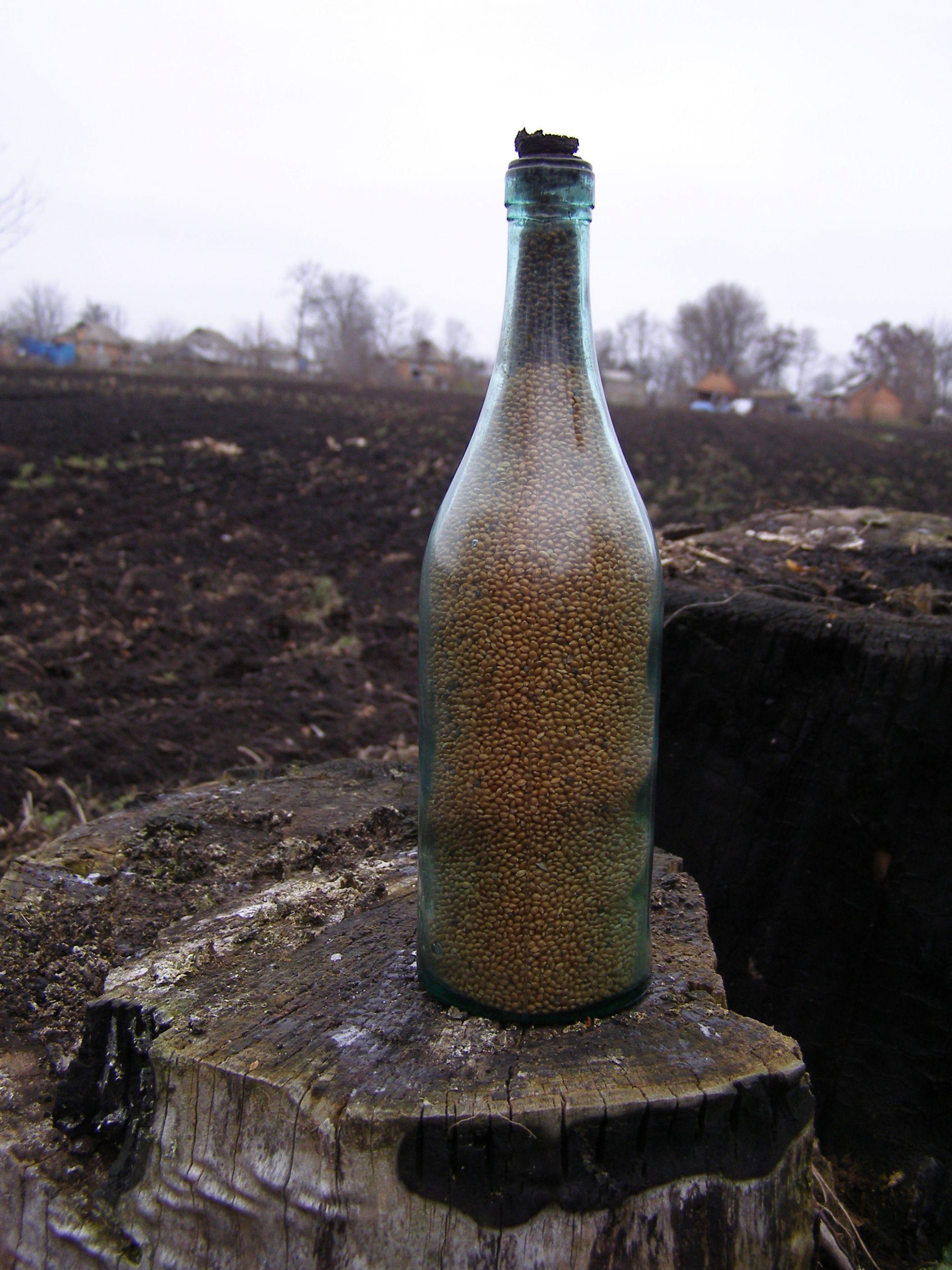 Новини Вінниці - фото з Пляшка проса у музеї. Історія зерна, схованого і загубленого у голодному 1932 році