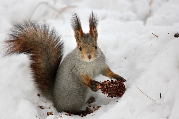 Новини Хмельницького - фото з Десь – сніг, десь – дощ: погода на Хмельниччині 29  листопада