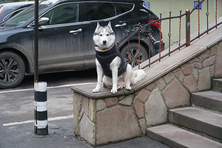 Новини Тернополя - фото з Хаскі на кличку Хан — антистрес для оточуючих і вірний помічник поліцейського з Тернополя