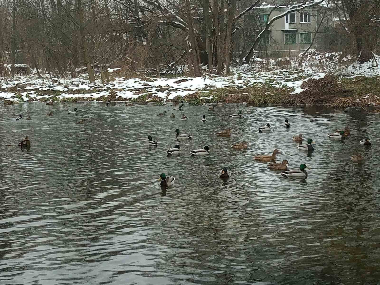 Новини Хмельницького - фото з У Славуті на зимівлю залишилися понад 70 крижнів