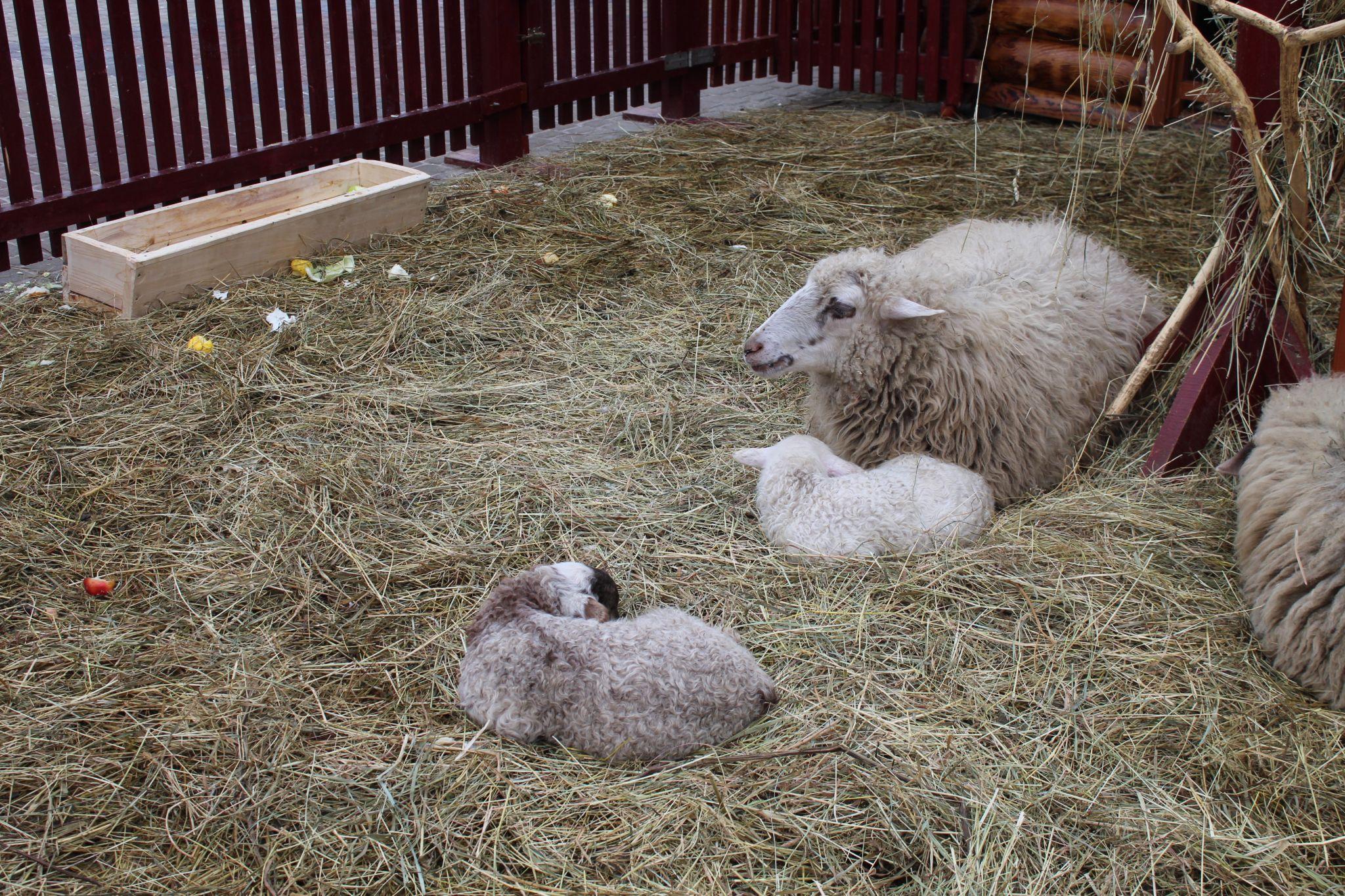 Новини Тернополя - фото з У Різдвяній шопці на Театральній площі народилися ягнятка (ФОТО ДНЯ)