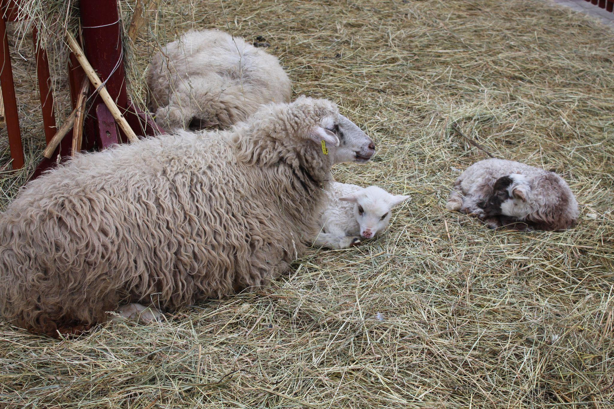 Новини Тернополя - фото з У Різдвяній шопці на Театральній площі народилися ягнятка (ФОТО ДНЯ)