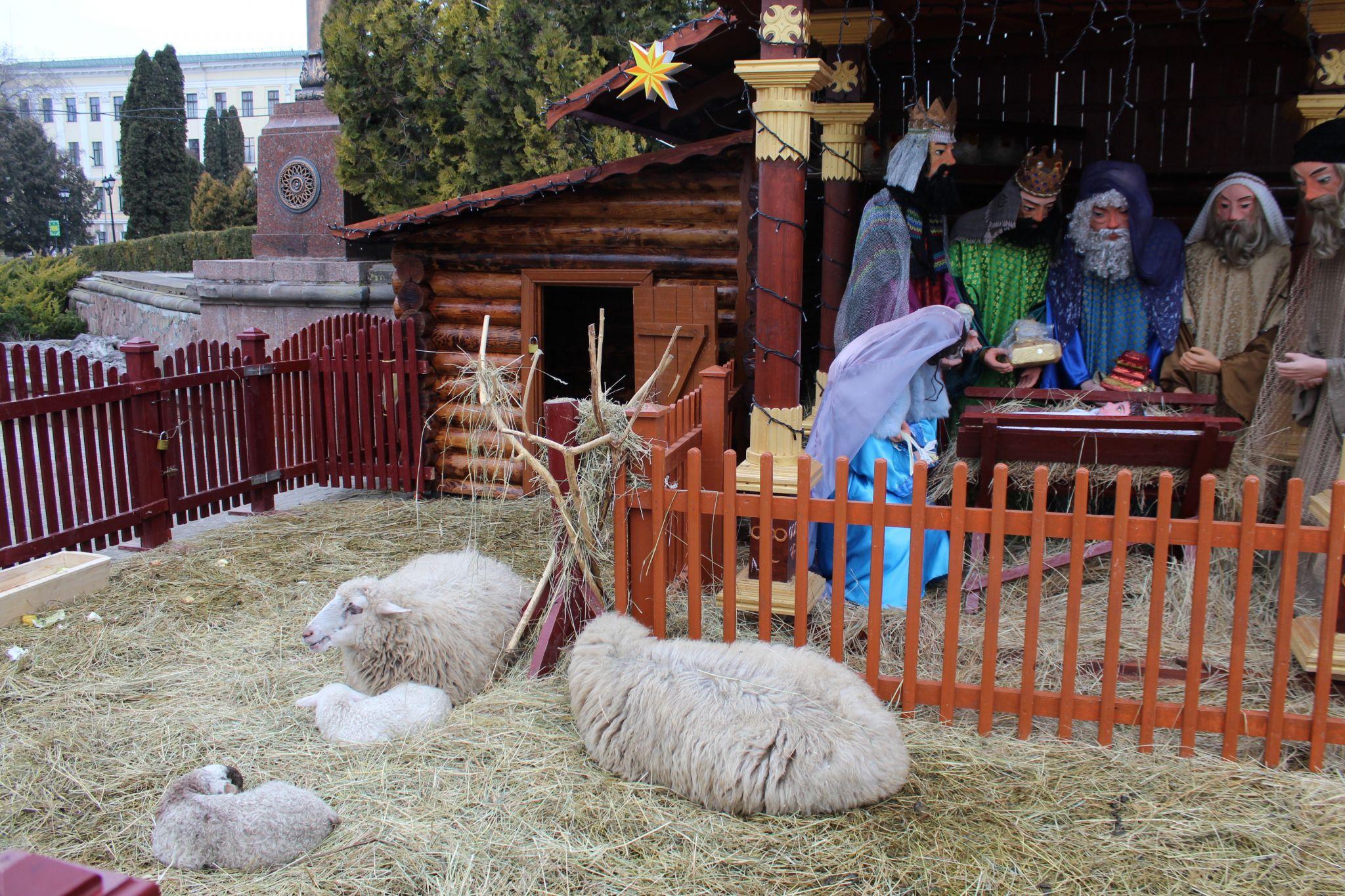 Новини Тернополя - фото з У Різдвяній шопці на Театральній площі народилися ягнятка (ФОТО ДНЯ)