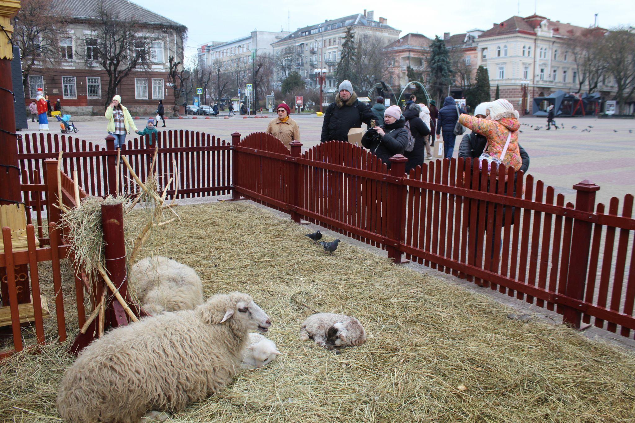 Новини Тернополя - фото з У Різдвяній шопці на Театральній площі народилися ягнятка (ФОТО ДНЯ)