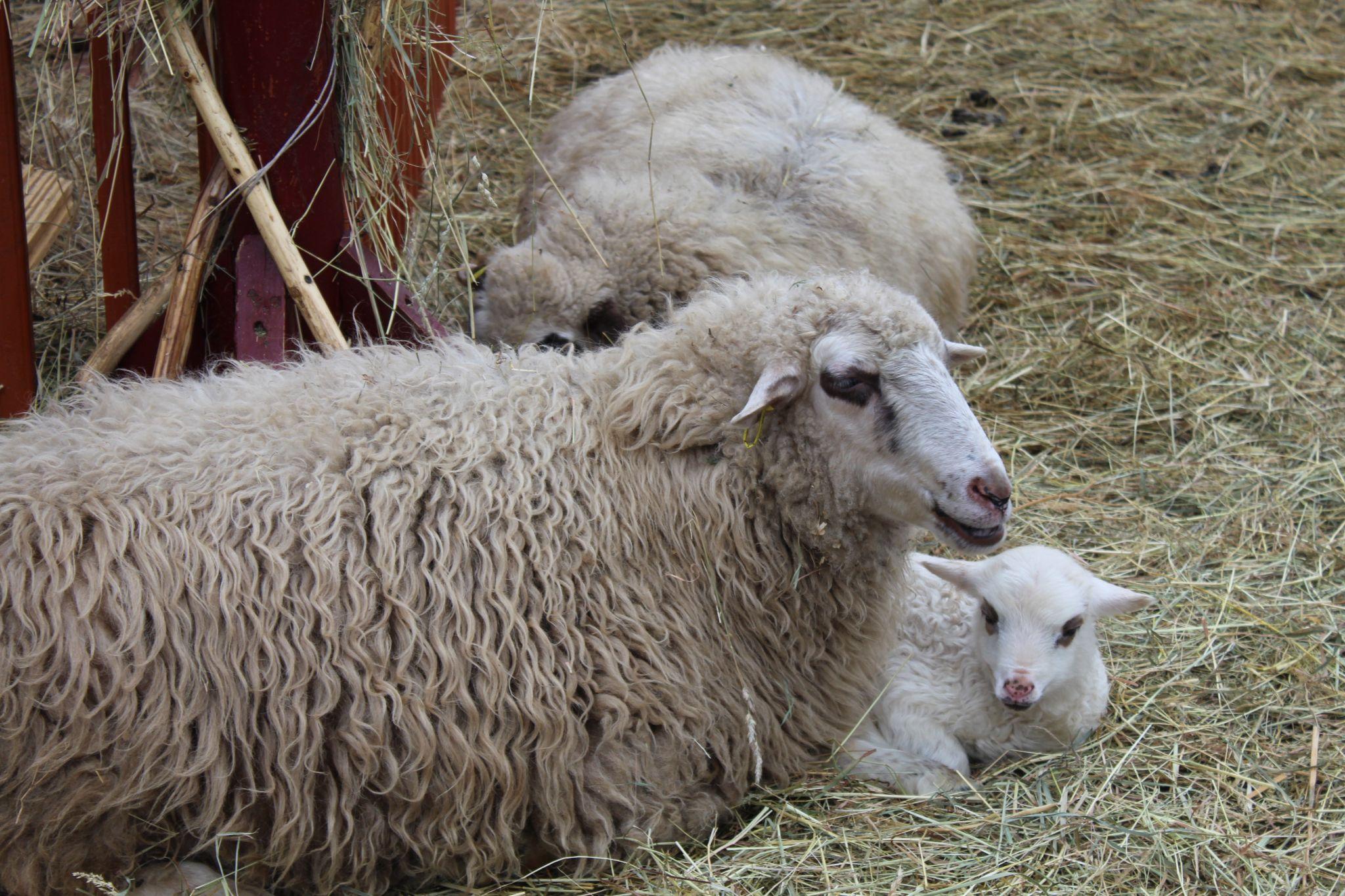 Новини Тернополя - фото з У Різдвяній шопці на Театральній площі народилися ягнятка (ФОТО ДНЯ)