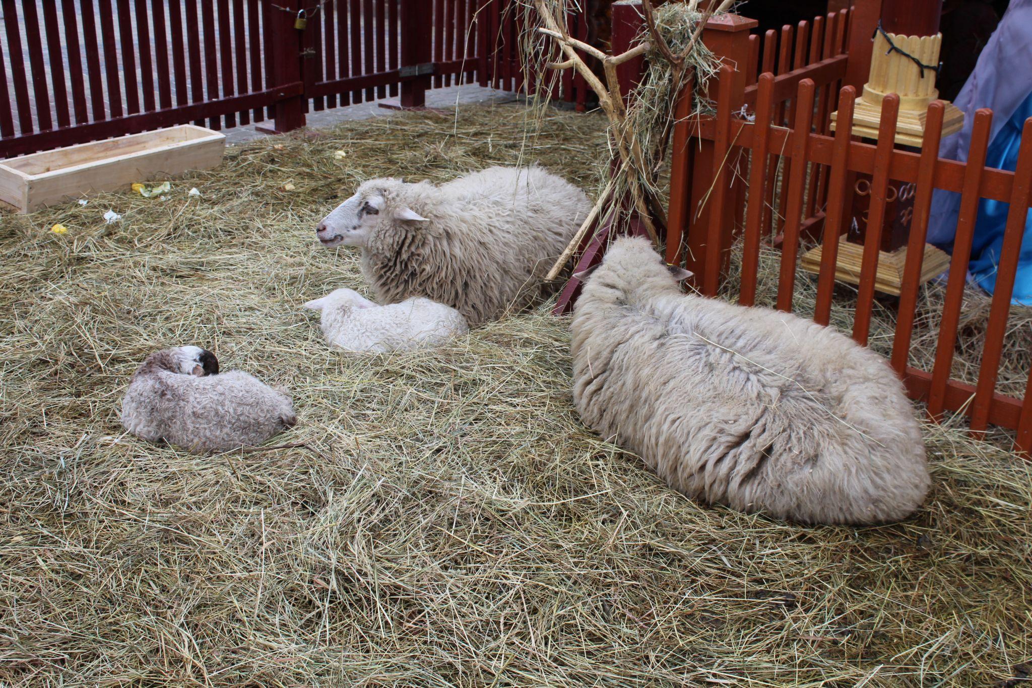 Новини Тернополя - фото з У Різдвяній шопці на Театральній площі народилися ягнятка (ФОТО ДНЯ)