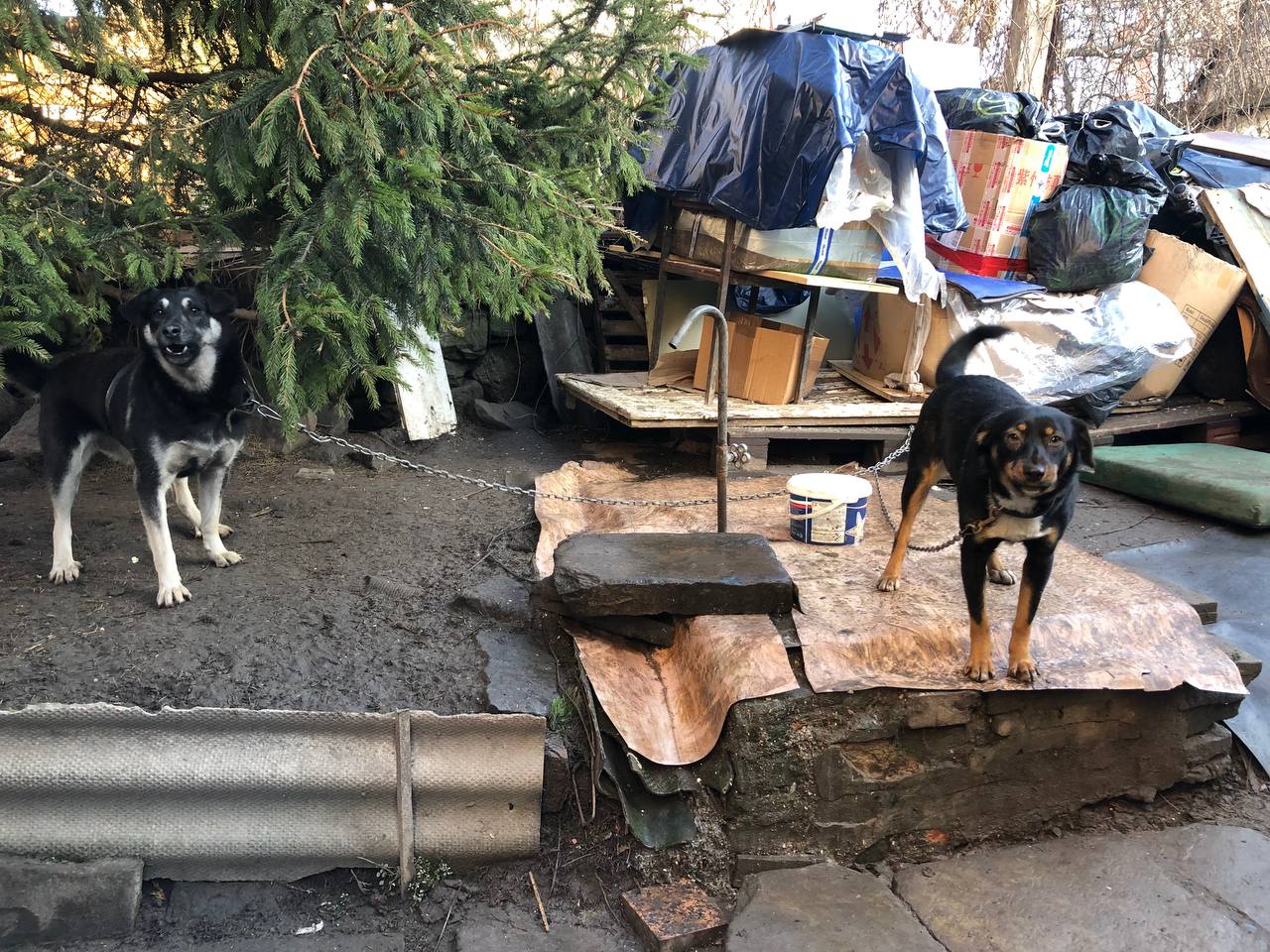 Новини Тернополя - фото з Переселенці з Луганщини та їхні 13 собак шукають тимчасовий прихисток
