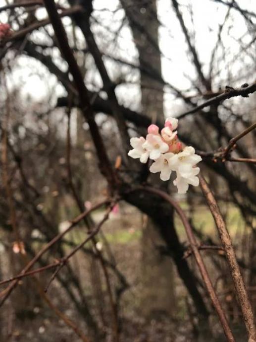 Новини Тернополя - фото з Розквітла попри холод: в Кременецькому ботанічному саду зацвіла калина (ФОТО)