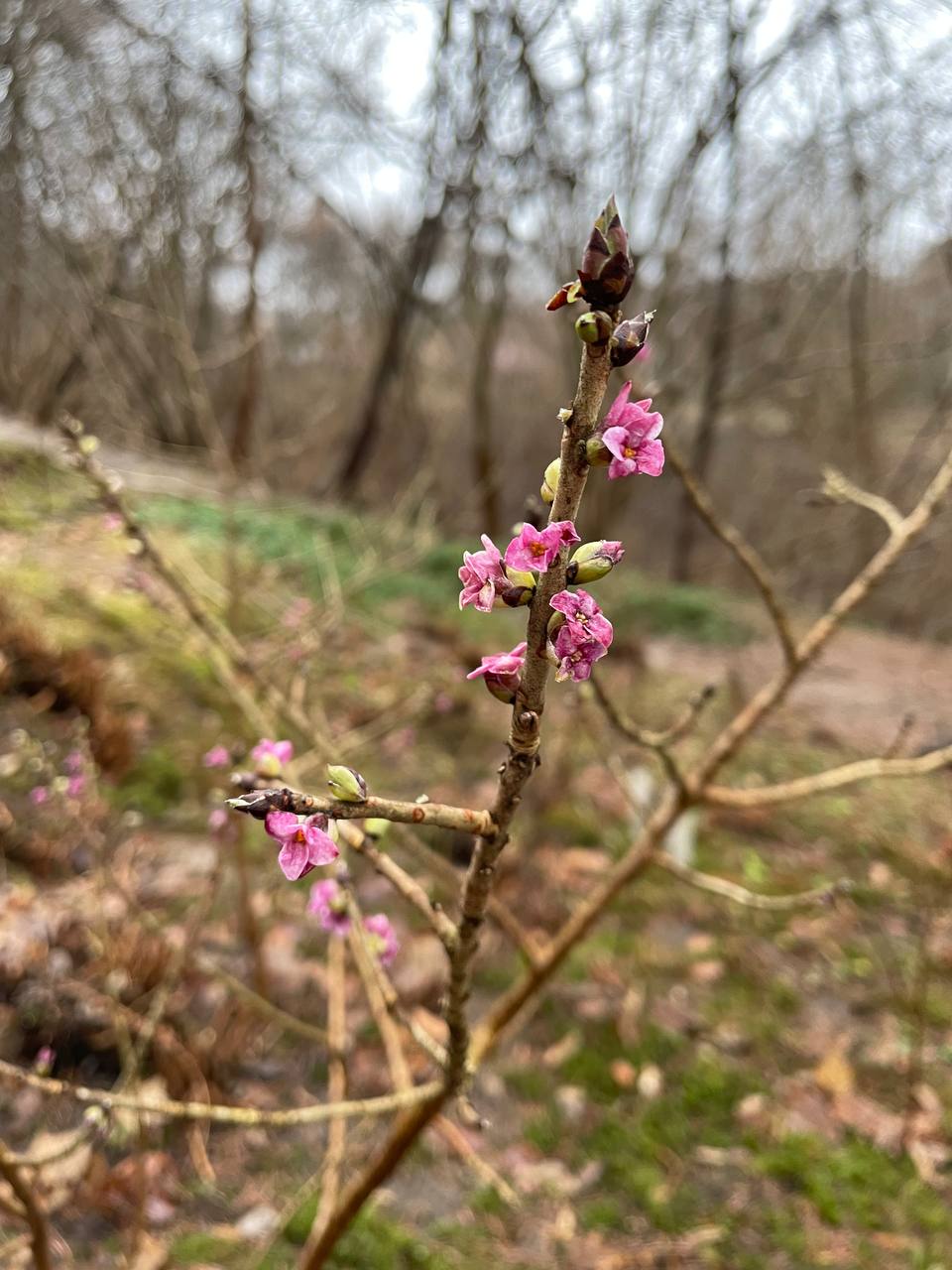 Новини Тернополя - фото з Розквітла попри холод: в Кременецькому ботанічному саду зацвіла калина (ФОТО)
