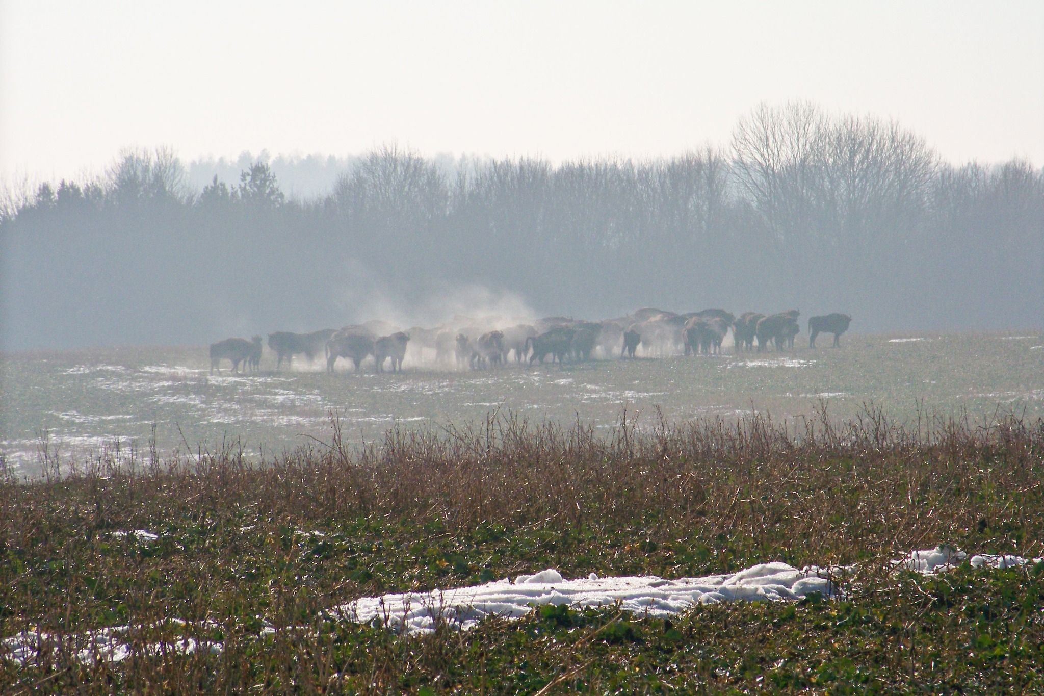 Новини Вінниці - фото з Найбільша в Україні популяція зубрів мешкає у лісах Вінниччини. Історія зникаючого виду
