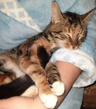 Новини Хмельницького - фото з У Хмельницькій міськраді житиме кошеня з-під Бахмута