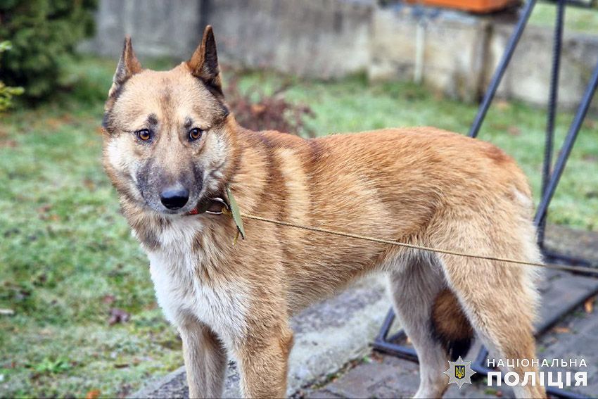 Новини Хмельницького - фото з Врятували від голодної смерті: хмельницькі поліцейські із Харківщини  привезли собаку