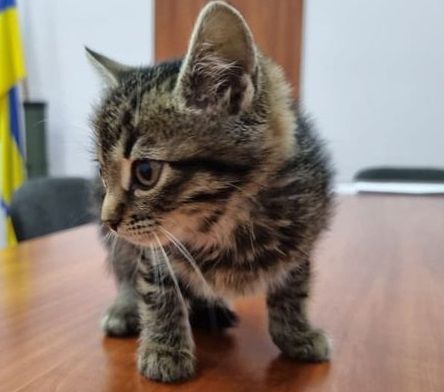 Новини Хмельницького - фото з У Хмельницькій міськраді житиме кошеня з-під Бахмута