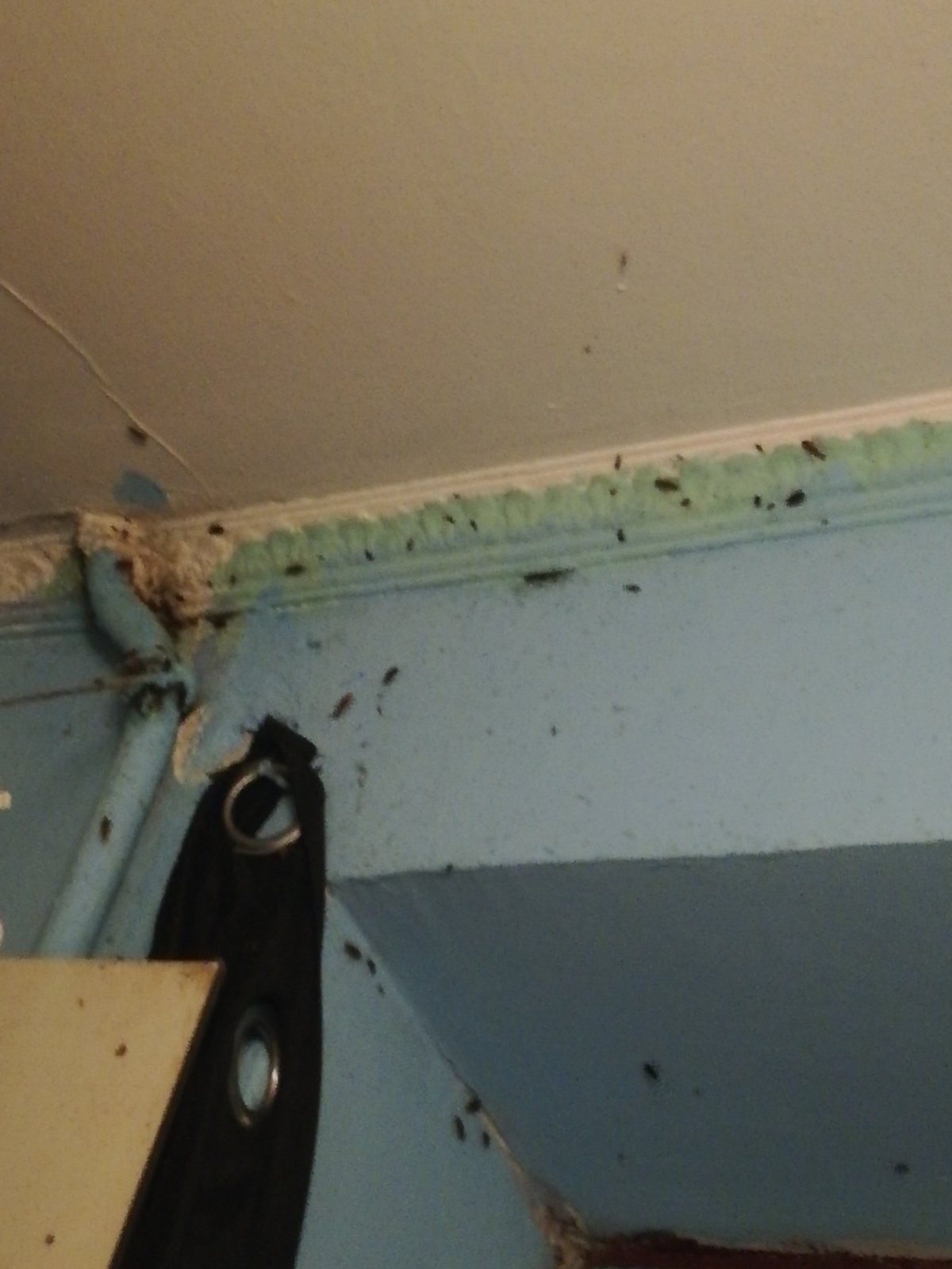 Новини Тернополя - фото з Замучили таргани? Куди звертатися та як боротися зі шкідниками у будинку: скільки це коштує у Тернополі