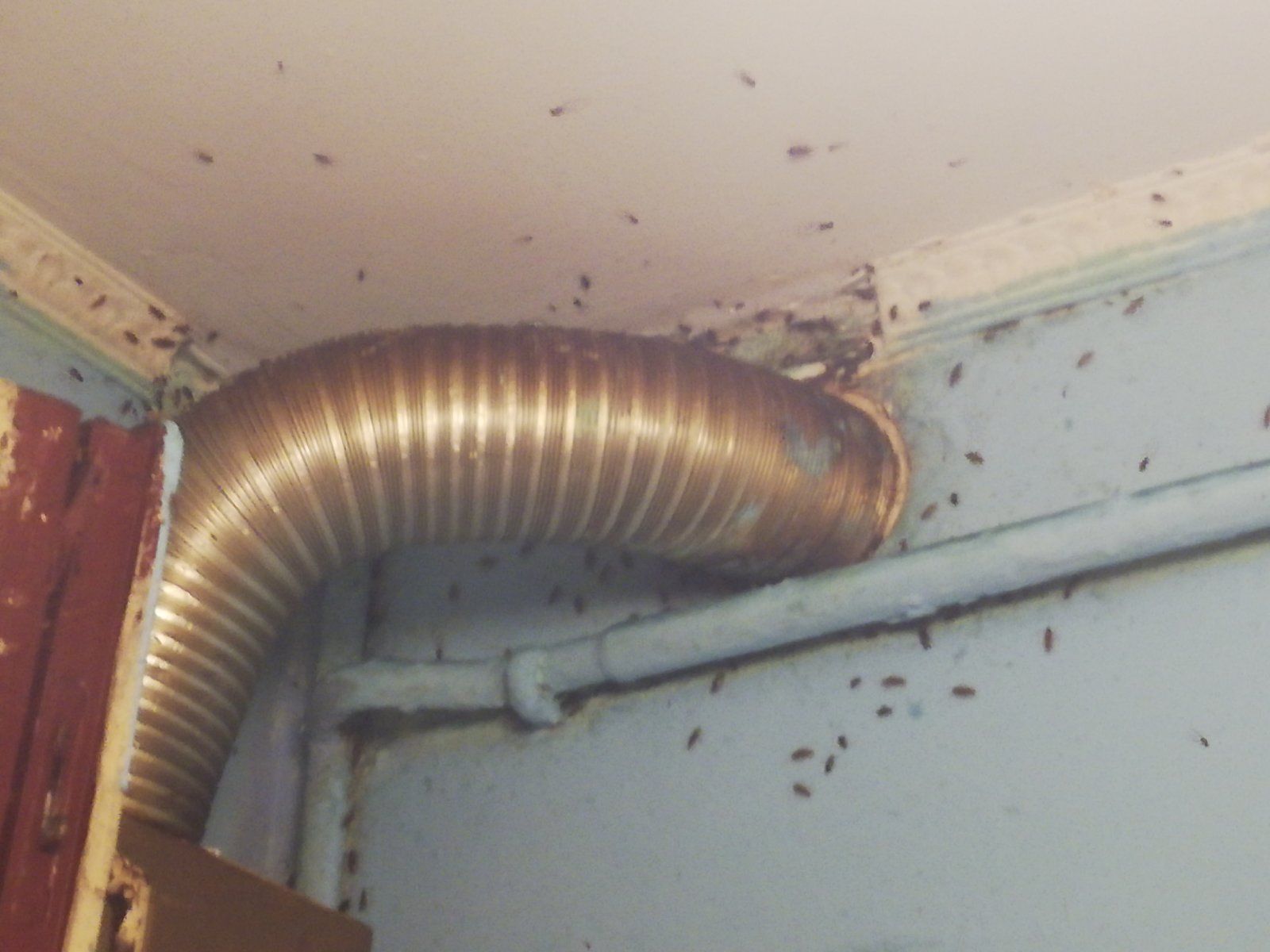 Новини Тернополя - фото з Замучили таргани? Куди звертатися та як боротися зі шкідниками у будинку: скільки це коштує у Тернополі