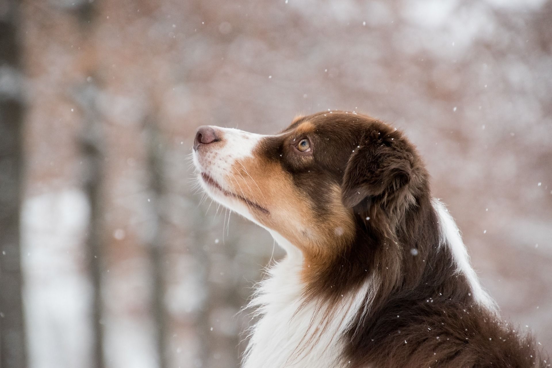 4 лютого снігопад віщує гарний урожай / © pixabay.com