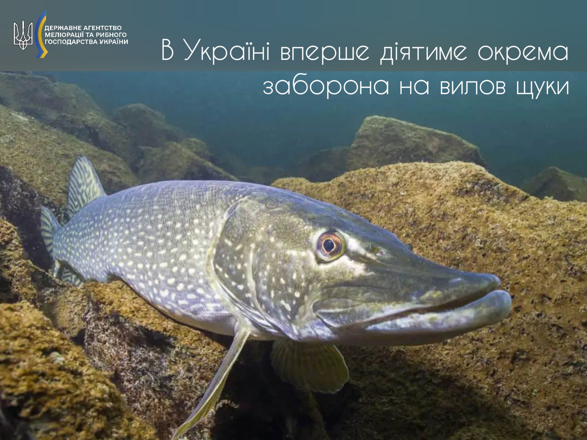 Новини Хмельницького - фото з Із 15 лютого забороняють ловити щуку. Який буде штраф