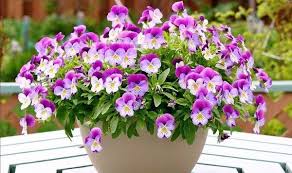 Новини Житомира - фото з 6 красивих кімнатних рослин, які у вас точно приживуться