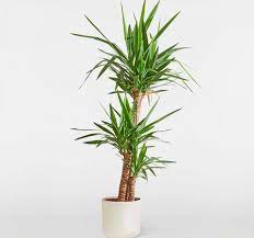 Новини Житомира - фото з 6 красивих кімнатних рослин, які у вас точно приживуться