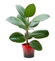 Новини Житомира - фото з 6 красивих кімнатних рослин, які у вас точно приживуться